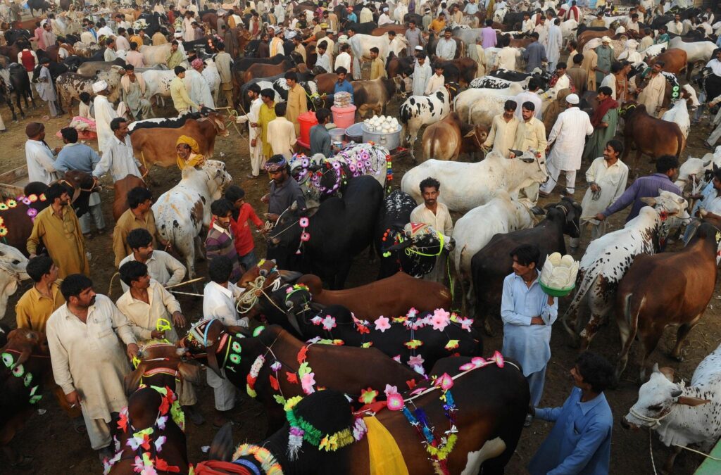 Cattle Markets in Karachi