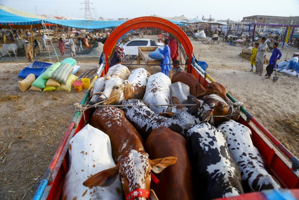 Cow Mandi 2026 in Pakistan
